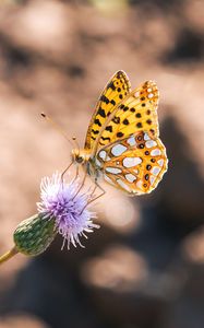 Preview wallpaper argynnis, butterfly, macro, flower, yellow