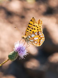 Preview wallpaper argynnis, butterfly, macro, flower, yellow