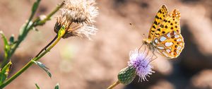 Preview wallpaper argynnis, butterfly, macro, flower, yellow