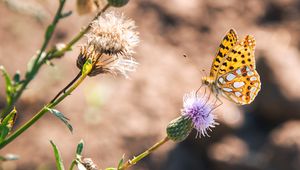 Preview wallpaper argynnis, butterfly, macro, flower, yellow