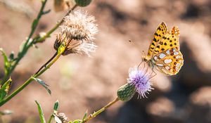 Preview wallpaper argynnis, butterfly, macro, flower, yellow