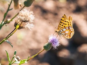 Preview wallpaper argynnis, butterfly, macro, flower, yellow