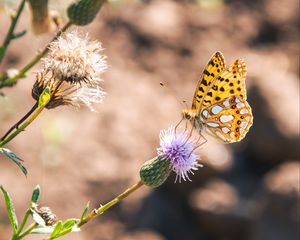 Preview wallpaper argynnis, butterfly, macro, flower, yellow