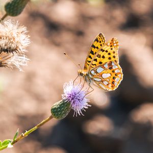 Preview wallpaper argynnis, butterfly, macro, flower, yellow