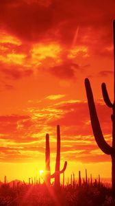 Preview wallpaper arizona, cactuses, decline, evening, national park
