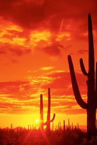 Preview wallpaper arizona, cactuses, decline, evening, national park