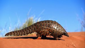 Preview wallpaper armadillo, sand, crawl