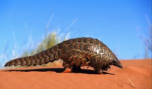 Preview wallpaper armadillo, sand, crawl