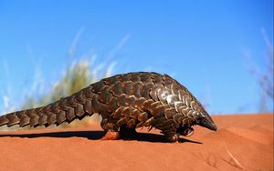 Preview wallpaper armadillo, sand, crawl