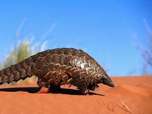 Preview wallpaper armadillo, sand, crawl