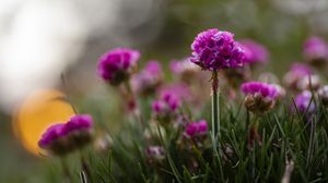 Preview wallpaper armeria, flowers, grass, blur