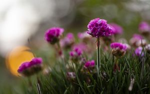 Preview wallpaper armeria, flowers, grass, blur