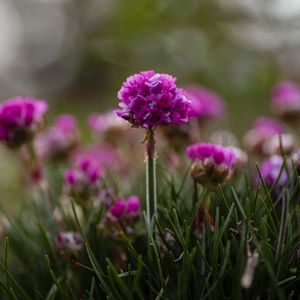 Preview wallpaper armeria, flowers, grass, blur