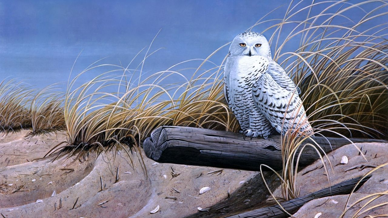 Wallpaper art, bird, owl, sand, logs, dry grass
