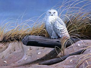Preview wallpaper art, bird, owl, sand, logs, dry grass