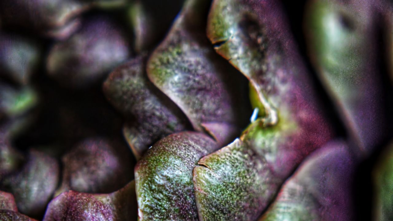 Wallpaper artichoke, macro, petals, plant, vegetable