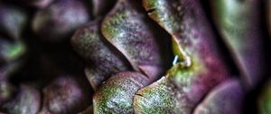 Preview wallpaper artichoke, macro, petals, plant, vegetable