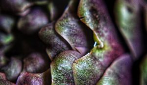 Preview wallpaper artichoke, macro, petals, plant, vegetable