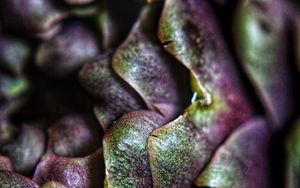 Preview wallpaper artichoke, macro, petals, plant, vegetable