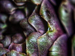 Preview wallpaper artichoke, macro, petals, plant, vegetable