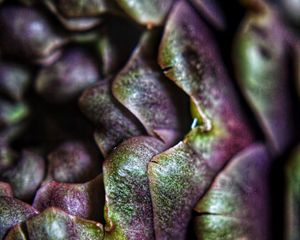 Preview wallpaper artichoke, macro, petals, plant, vegetable