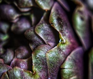 Preview wallpaper artichoke, macro, petals, plant, vegetable