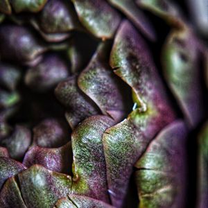 Preview wallpaper artichoke, macro, petals, plant, vegetable