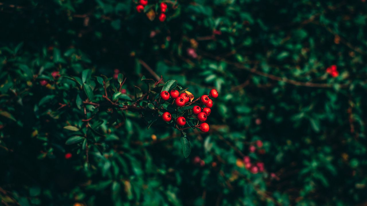 Wallpaper ashberry, tree, berries, blur