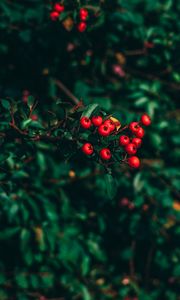 Preview wallpaper ashberry, tree, berries, blur