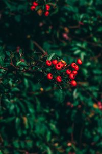 Preview wallpaper ashberry, tree, berries, blur