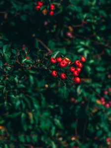 Preview wallpaper ashberry, tree, berries, blur