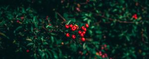 Preview wallpaper ashberry, tree, berries, blur