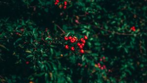 Preview wallpaper ashberry, tree, berries, blur