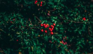 Preview wallpaper ashberry, tree, berries, blur