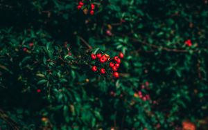 Preview wallpaper ashberry, tree, berries, blur