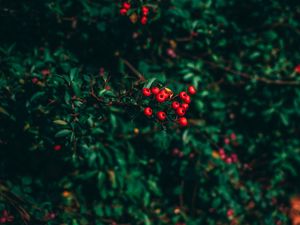 Preview wallpaper ashberry, tree, berries, blur