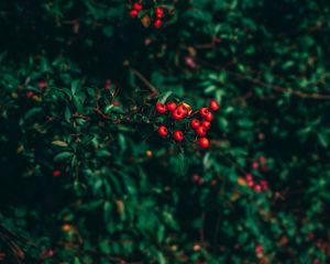 Preview wallpaper ashberry, tree, berries, blur