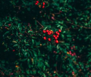 Preview wallpaper ashberry, tree, berries, blur
