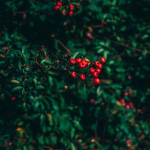 Preview wallpaper ashberry, tree, berries, blur
