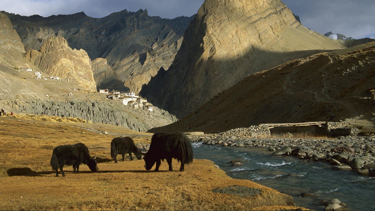 Wallpaper asia, mountains, river, pasture, animals
