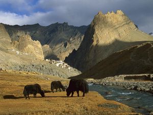 Preview wallpaper asia, mountains, river, pasture, animals