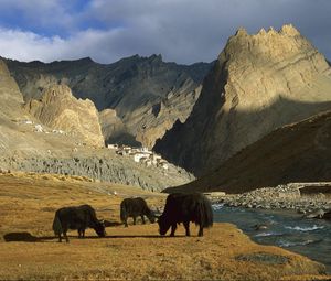 Preview wallpaper asia, mountains, river, pasture, animals