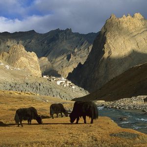 Preview wallpaper asia, mountains, river, pasture, animals