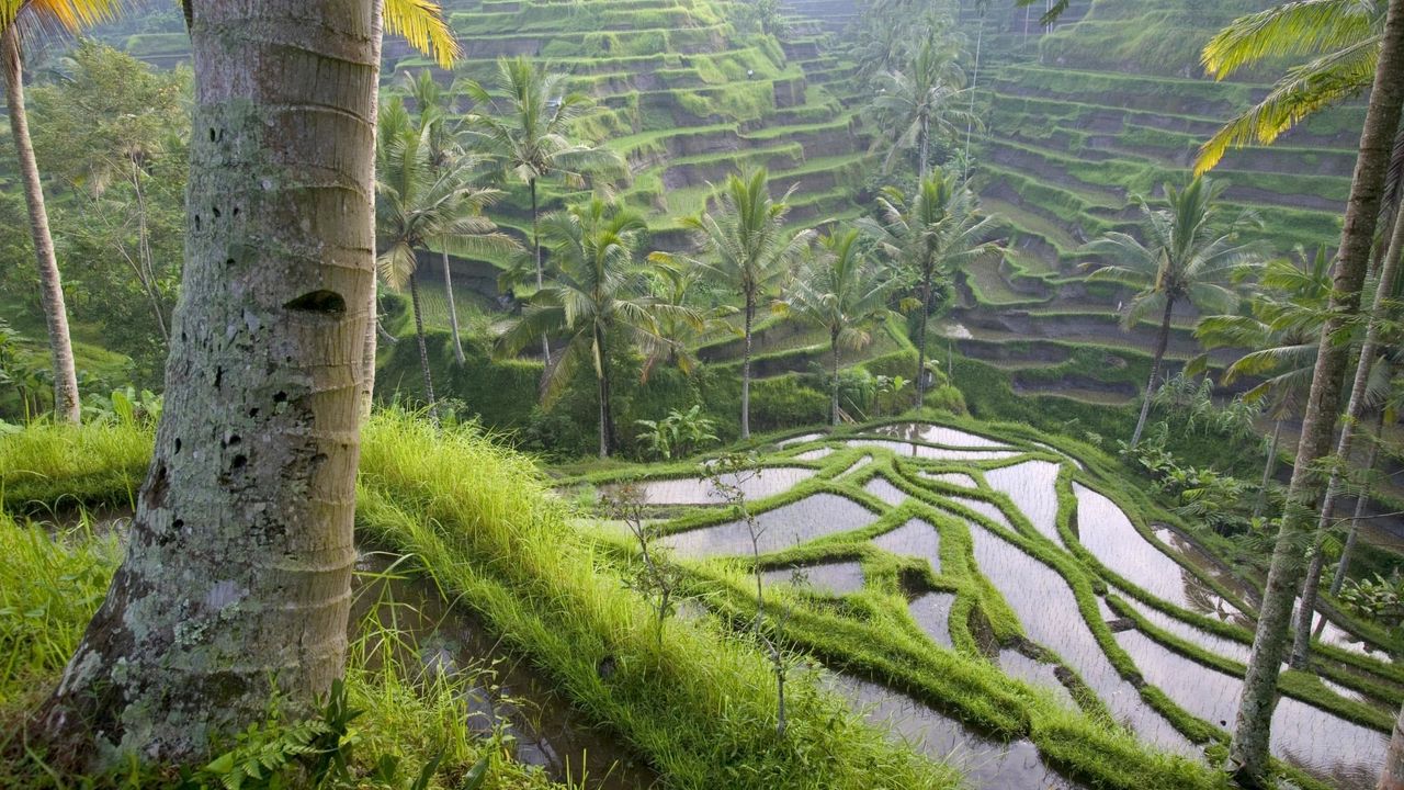 Wallpaper asia, rice fields, palm trees, economy