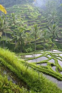 Preview wallpaper asia, rice fields, palm trees, economy
