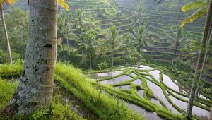 Preview wallpaper asia, rice fields, palm trees, economy