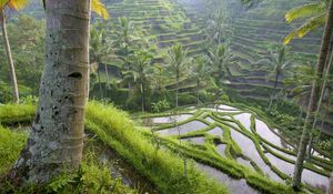 Preview wallpaper asia, rice fields, palm trees, economy
