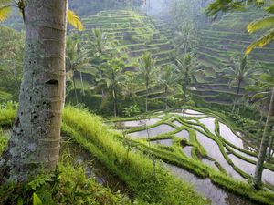 Preview wallpaper asia, rice fields, palm trees, economy