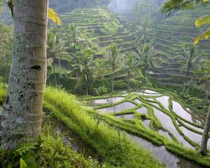 Preview wallpaper asia, rice fields, palm trees, economy