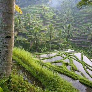 Preview wallpaper asia, rice fields, palm trees, economy